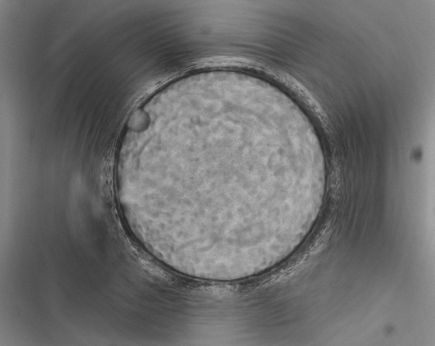 X0000116850937201001121217