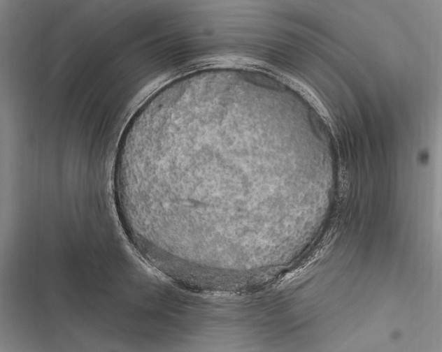 X0000116850946201001121217