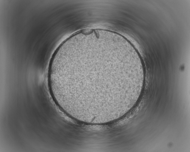 X0000116850949201001121217