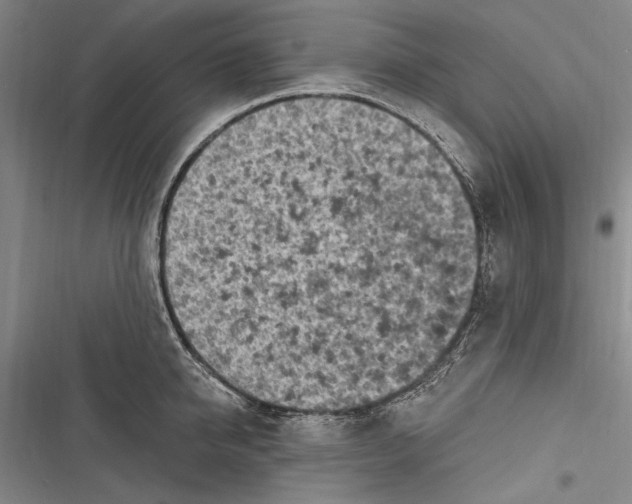 X0000116850950201001121217