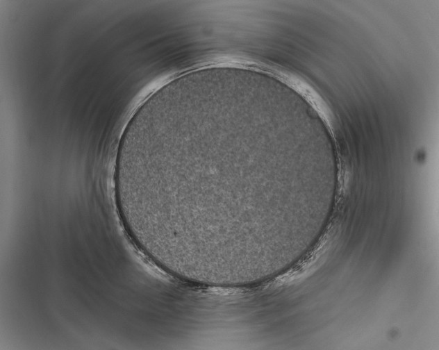 X0000116850954201001121217