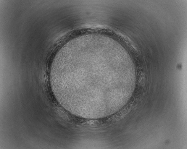 X0000116850966201001121216