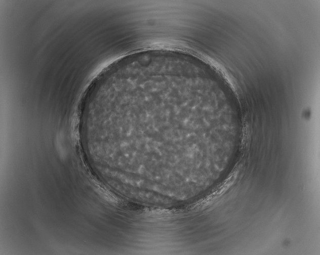 X0000116851019201001121215