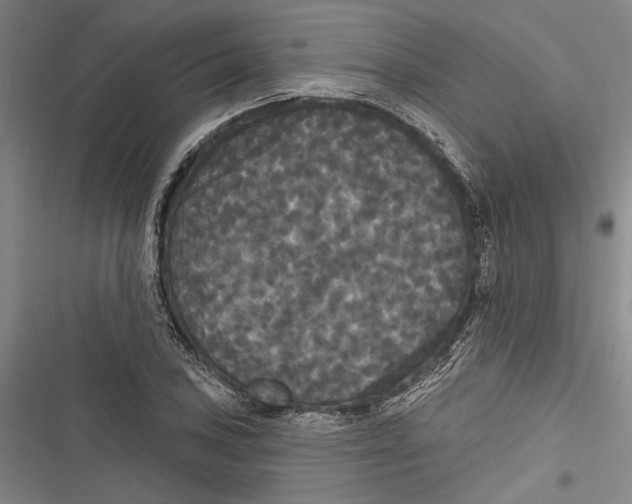 X0000116851027201001121215