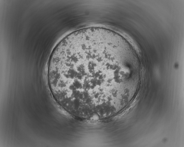 X0000116851198201001121213