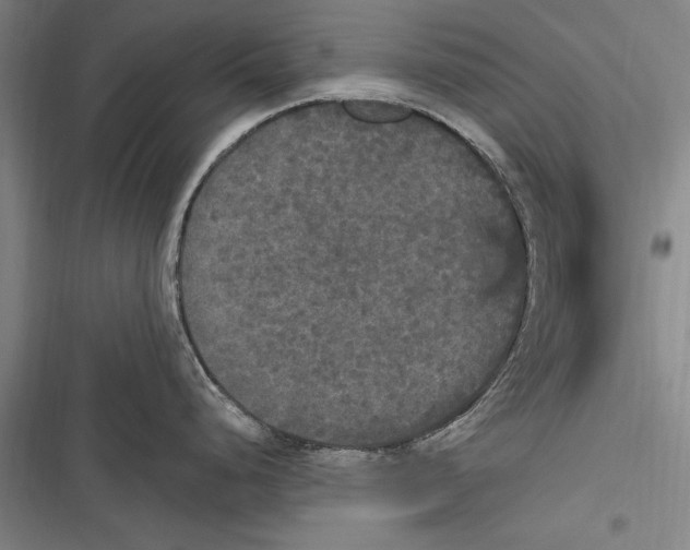 X0000116851248201001121213