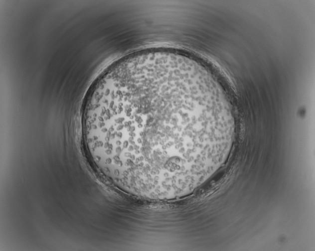 X0000116851274201001121212