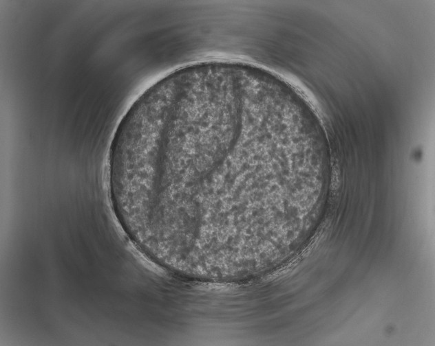 X0000116851287201001121212