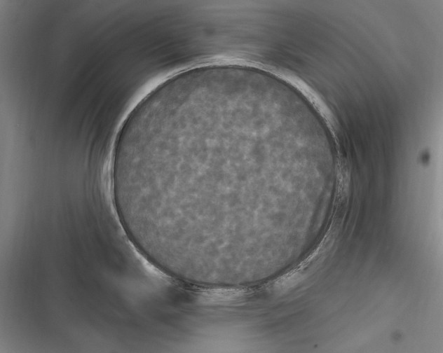 X0000116851294201001121212