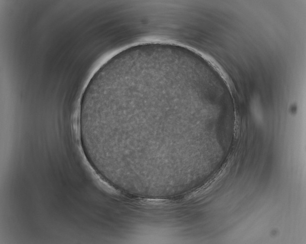 X0000116851295201001121212