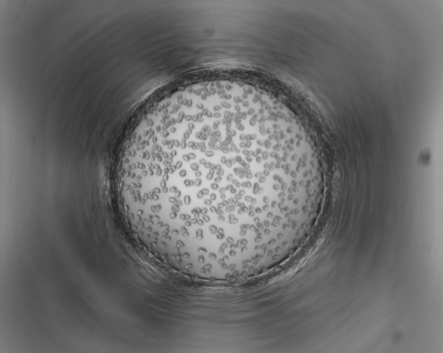 X0000116851305201001121211