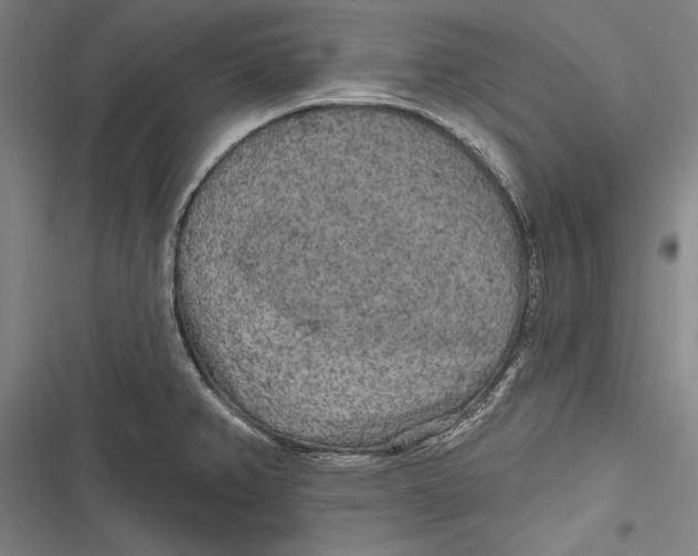 X0000116851382201001121211