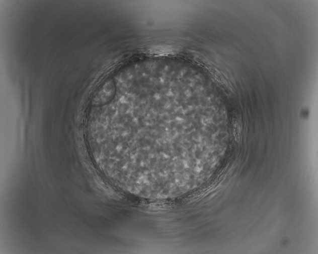 X0000116851393201001121210