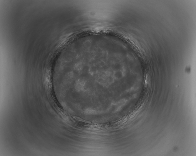 X0000116851396201001121210