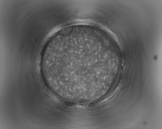 X0000116851411201001121210