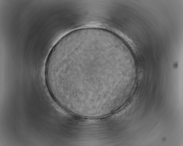 X0000116851423201001121210