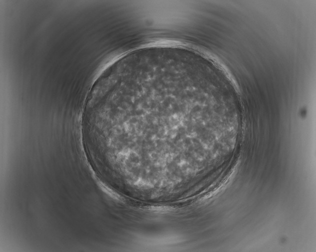 X0000116851425201001121210