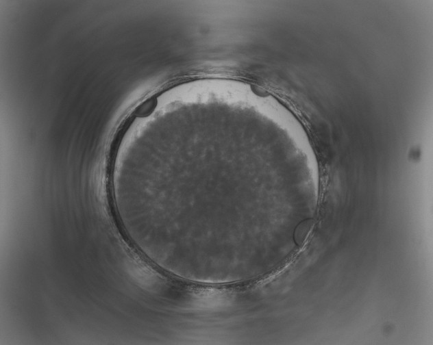 X0000116850293201001191646