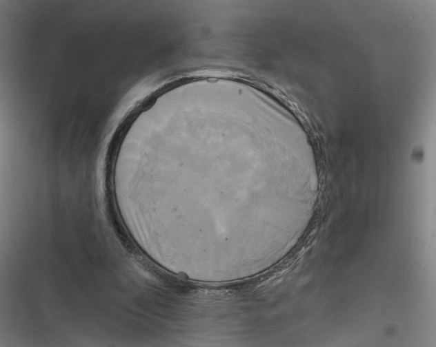 X0000116850296201001191646