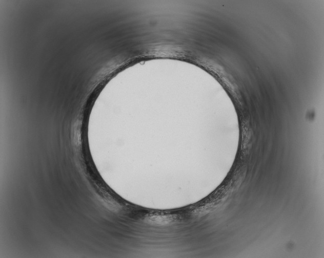 X0000116850299201001191646