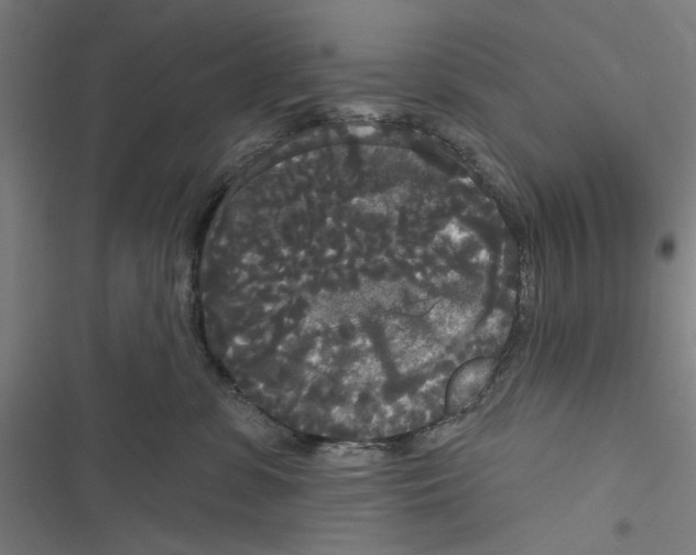 X0000116850331201001191646