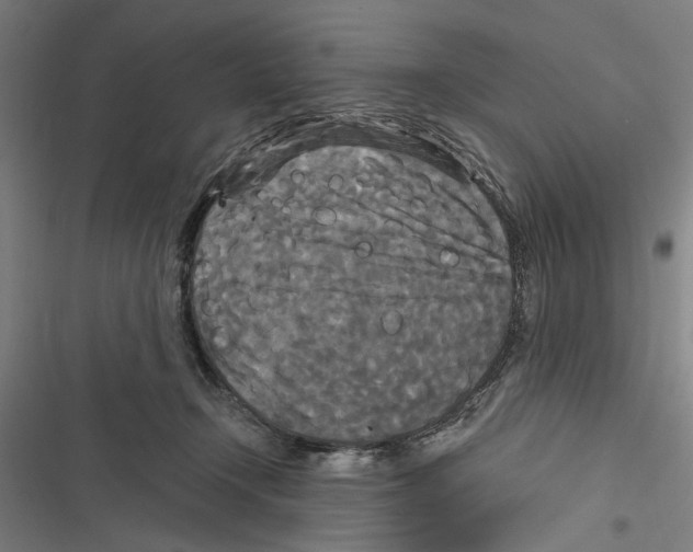 X0000116850366201001191645