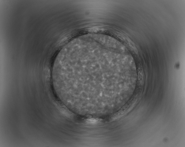 X0000116850375201001191645