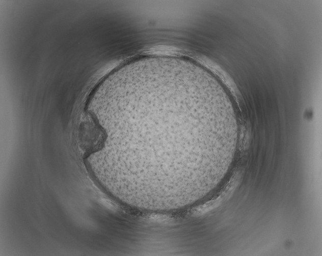 X0000116850529201001191642