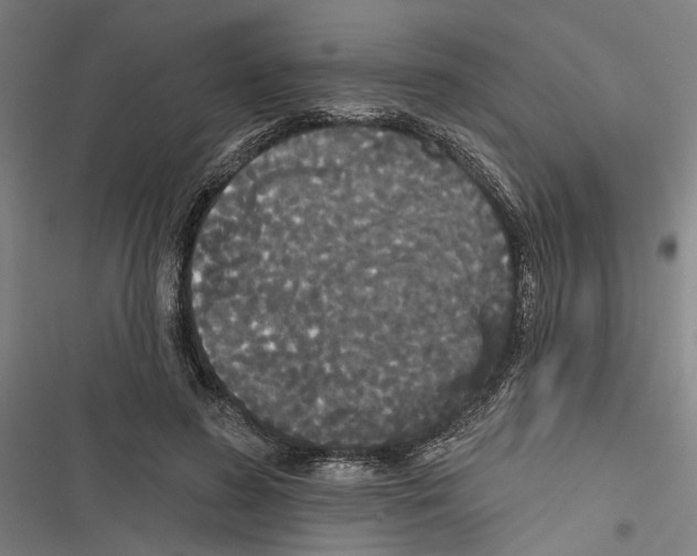 X0000116850596201001191642