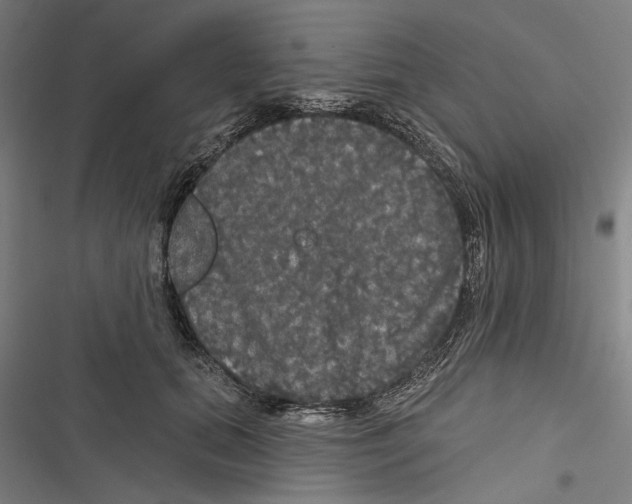 X0000116850655201001191641