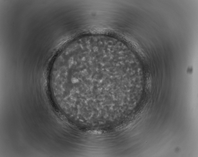 X0000116850687201001191641