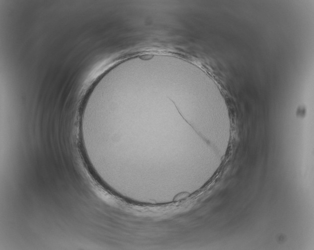X0000116850005201002021055
