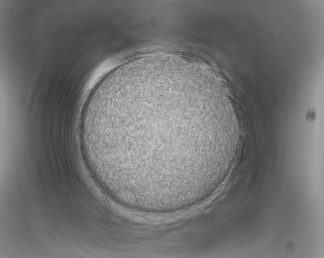 X0000116850006201002021055
