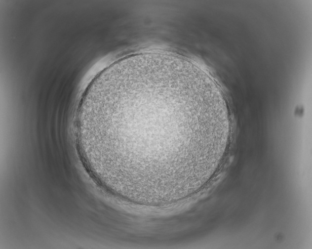 X0000116850007201002021055
