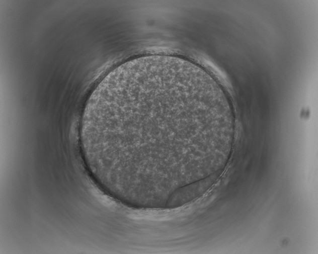 X0000116850009201002021055