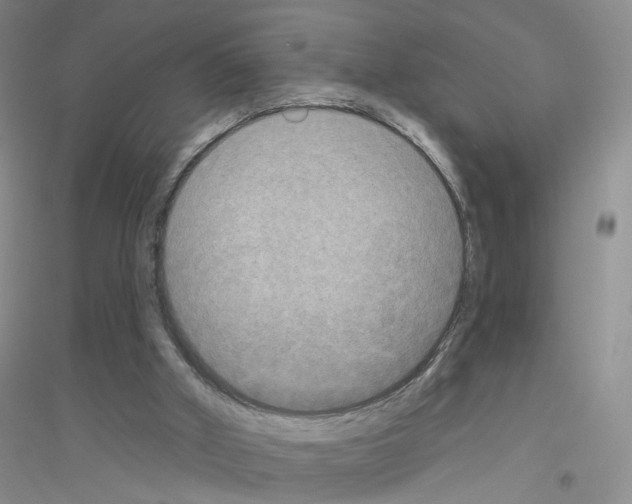 X0000116850010201002021055