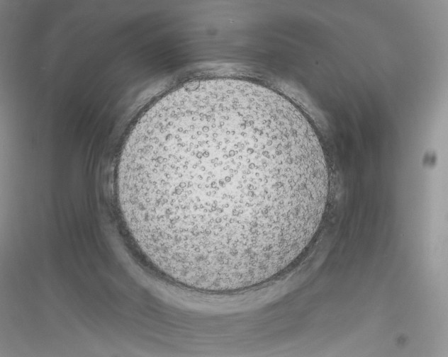 X0000116850014201002021055