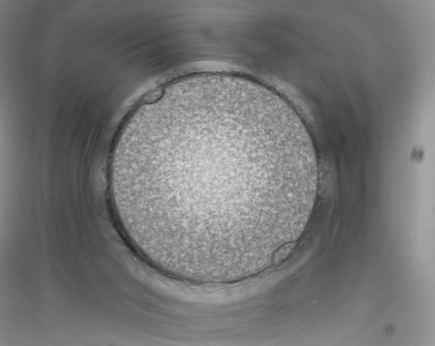 X0000116850015201002021055