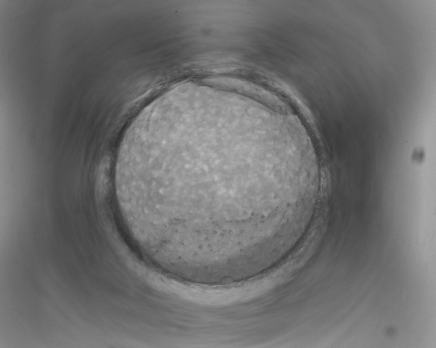 X0000116850018201002021055
