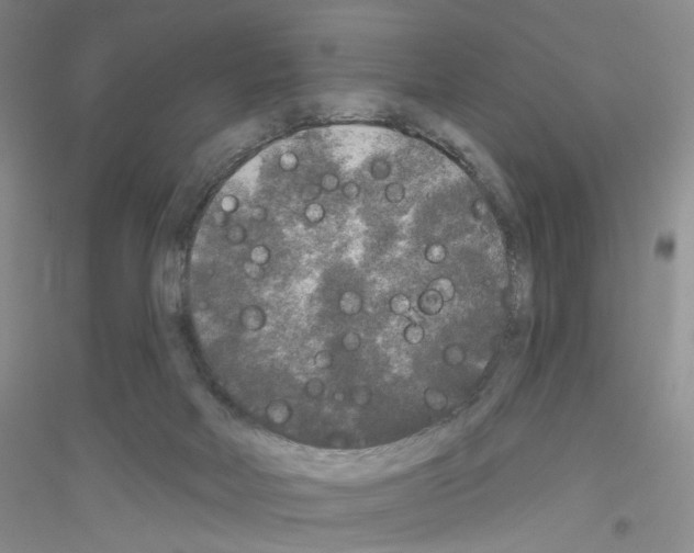 X0000116850026201002021055