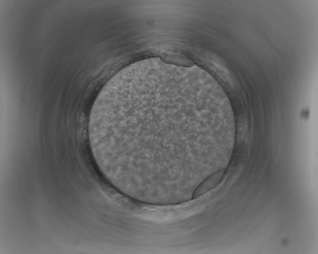 X0000116850029201002021055