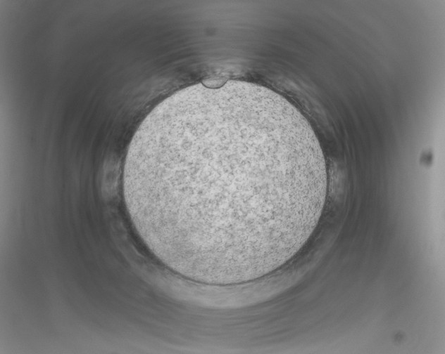 X0000116850030201002021055