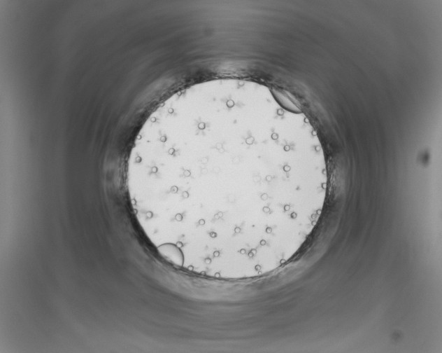 X0000116850044201002021054