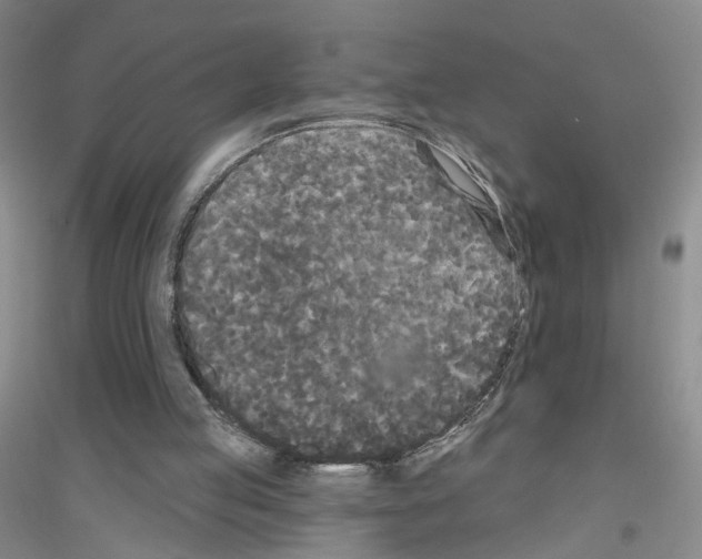 X0000116850053201002021054