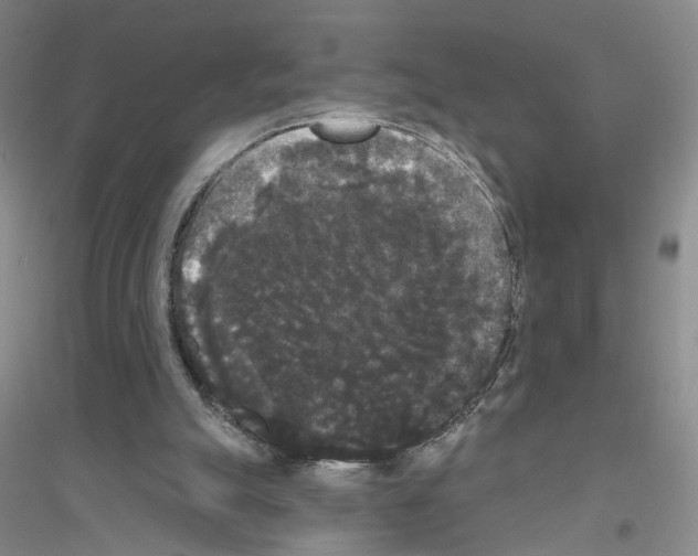 X0000116850055201002021054