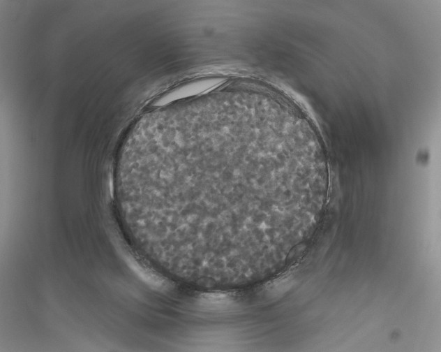 X0000116850061201002021054