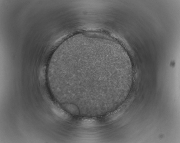 X0000116850066201002021054