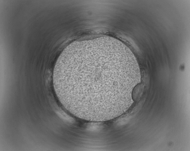 X0000116850077201002021054