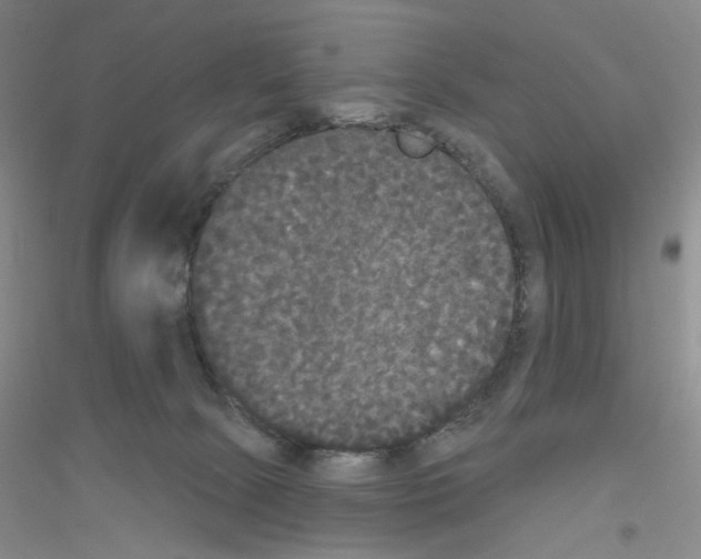 X0000116850081201002021054