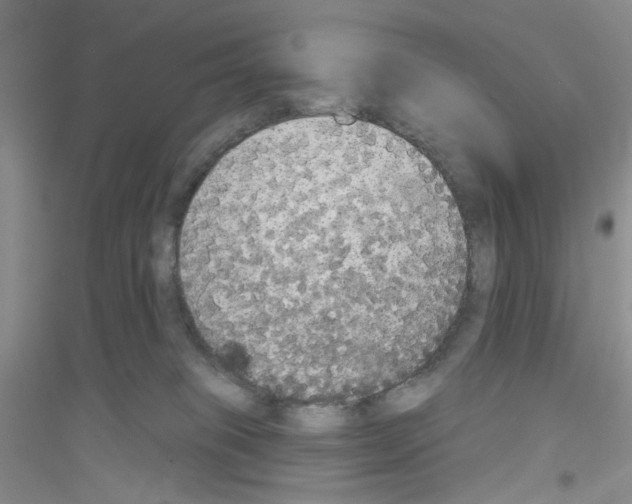 X0000116850085201002021054